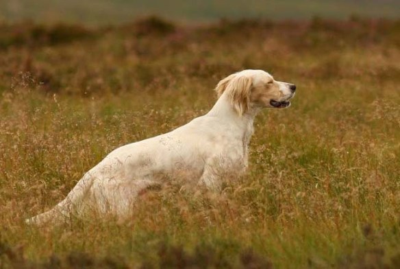 Cody on point in Scotland.