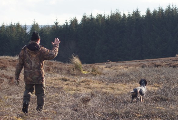 Clover finds her birds on Stanhope after a good run.
