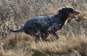 Clover covering the heather.