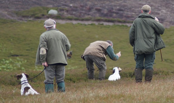 Eppie produces her first grouse in a trial at 8 months of age.