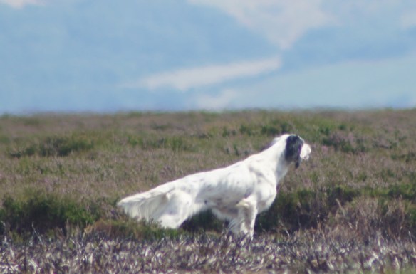 Eppie's Derby winning point