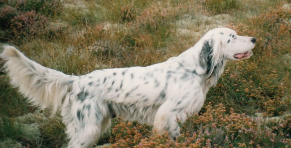 FTCh Ardvalley Flight - my first Field Trial Champion.