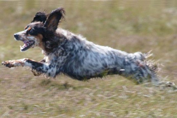 Kira as we all remember her - at full stretch.