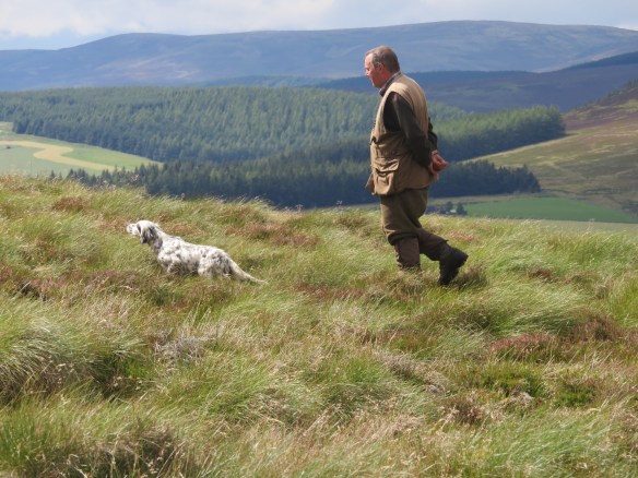 Gortinreagh Gala on point at Glenlivet